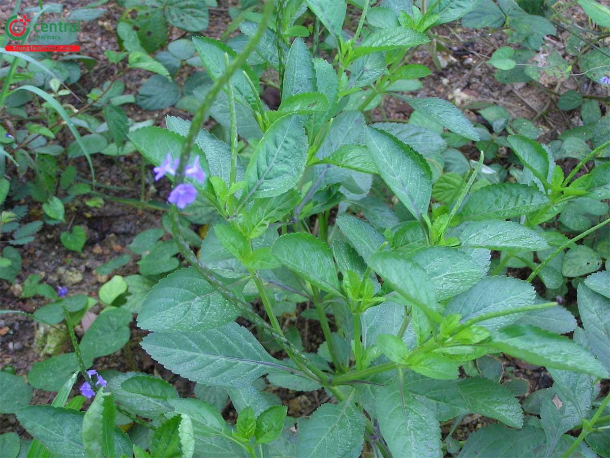 Cỏ Đuôi Chuột Cao (Stachytarpheta urticifolia)