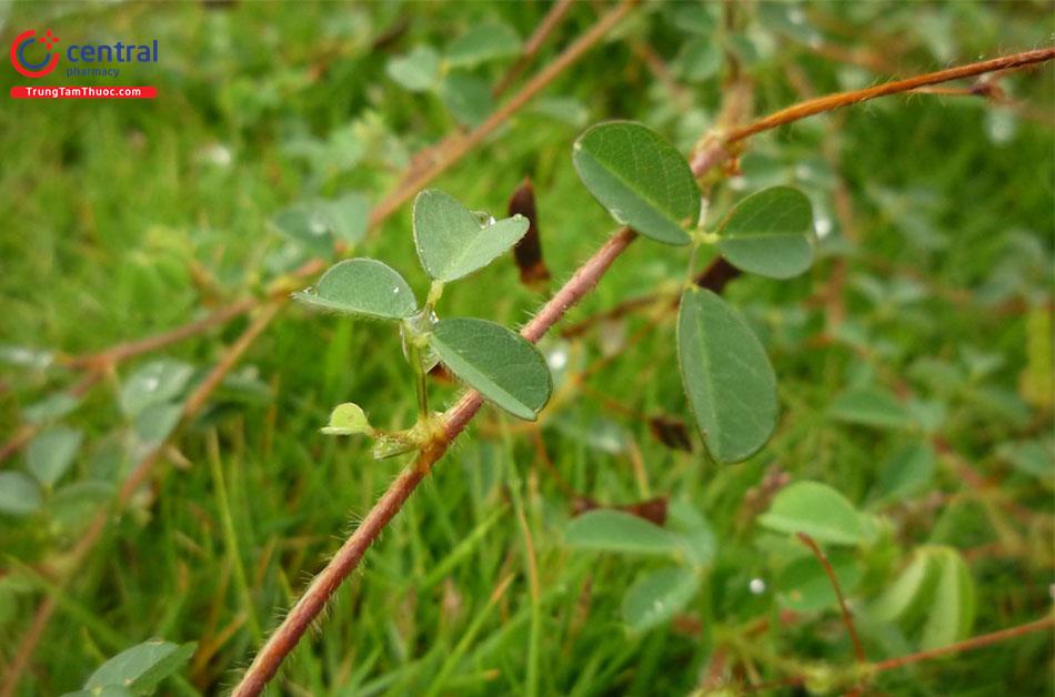 Cỏ Hàn The (Desmodium heterophyllum)