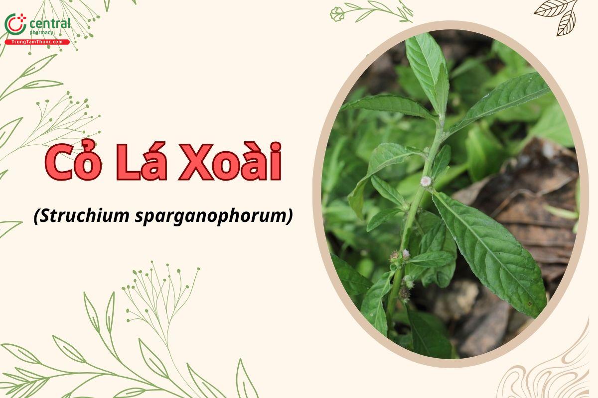 Cỏ lá xoài (Cỏ lông nách, cỏ thuốc hàn - Struchium sparganophorum)