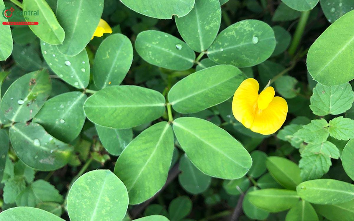 Cỏ Lạc (Cỏ Đậu Phộng, Cỏ Đậu - Arachis pintoi)