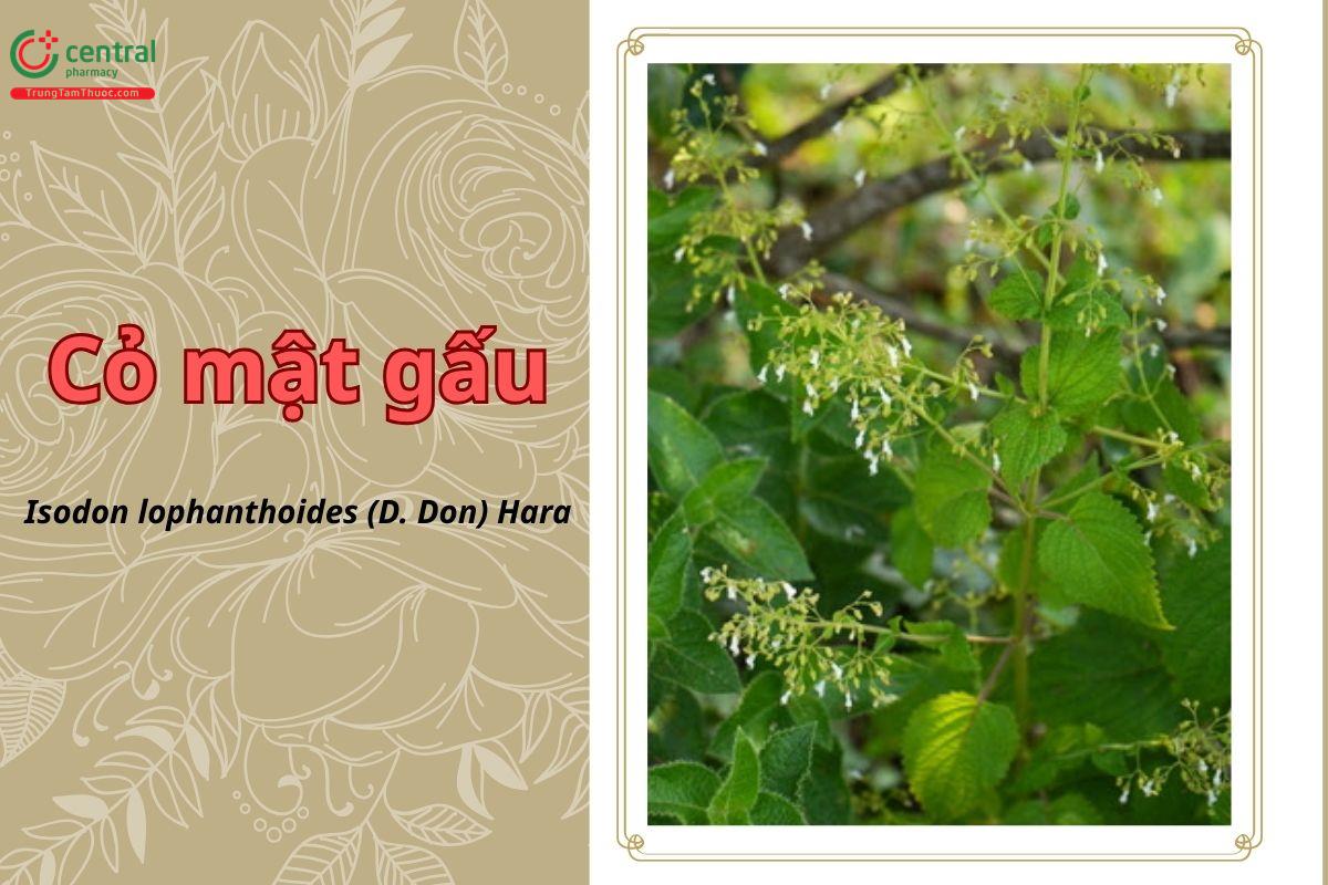 Cỏ mật gấu (Đẳng nha sọc - Isodon lophanthoides (D.Don) Hara)