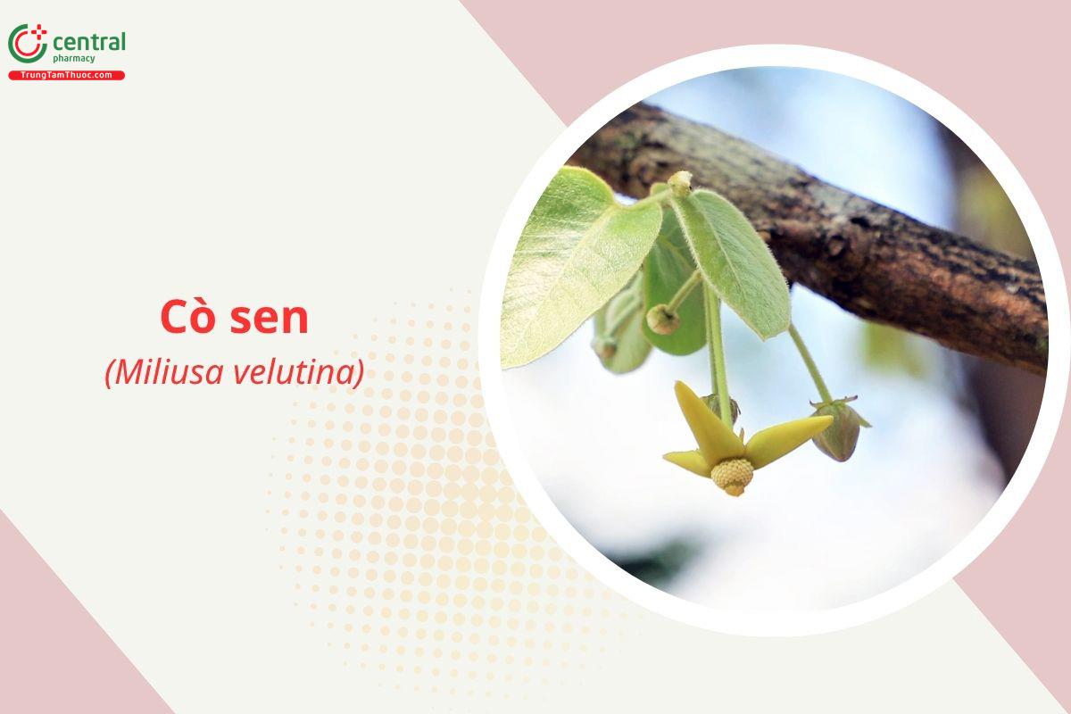 Cò sen (Miliusa velutina)