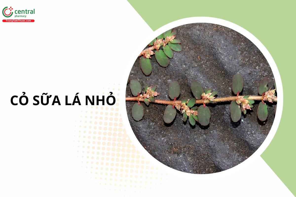 Cỏ Sữa Lá Nhỏ (Vú Sữa Đất  - Euphorbia thymifolia)