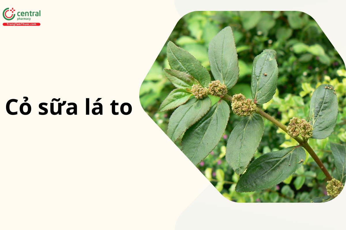 Cỏ Sữa Lá To (Cỏ Sữa Lông - Euphorbia hirta L.)