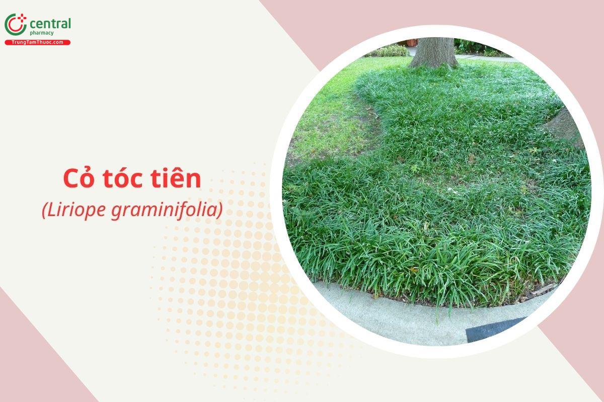 Cỏ tóc tiên (Thổ mạch đông lá lúa - Liriope graminifolia)