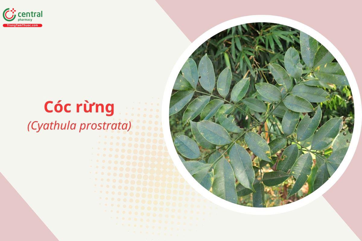 Cóc rừng (Cóc chua - Spondias pinnata)