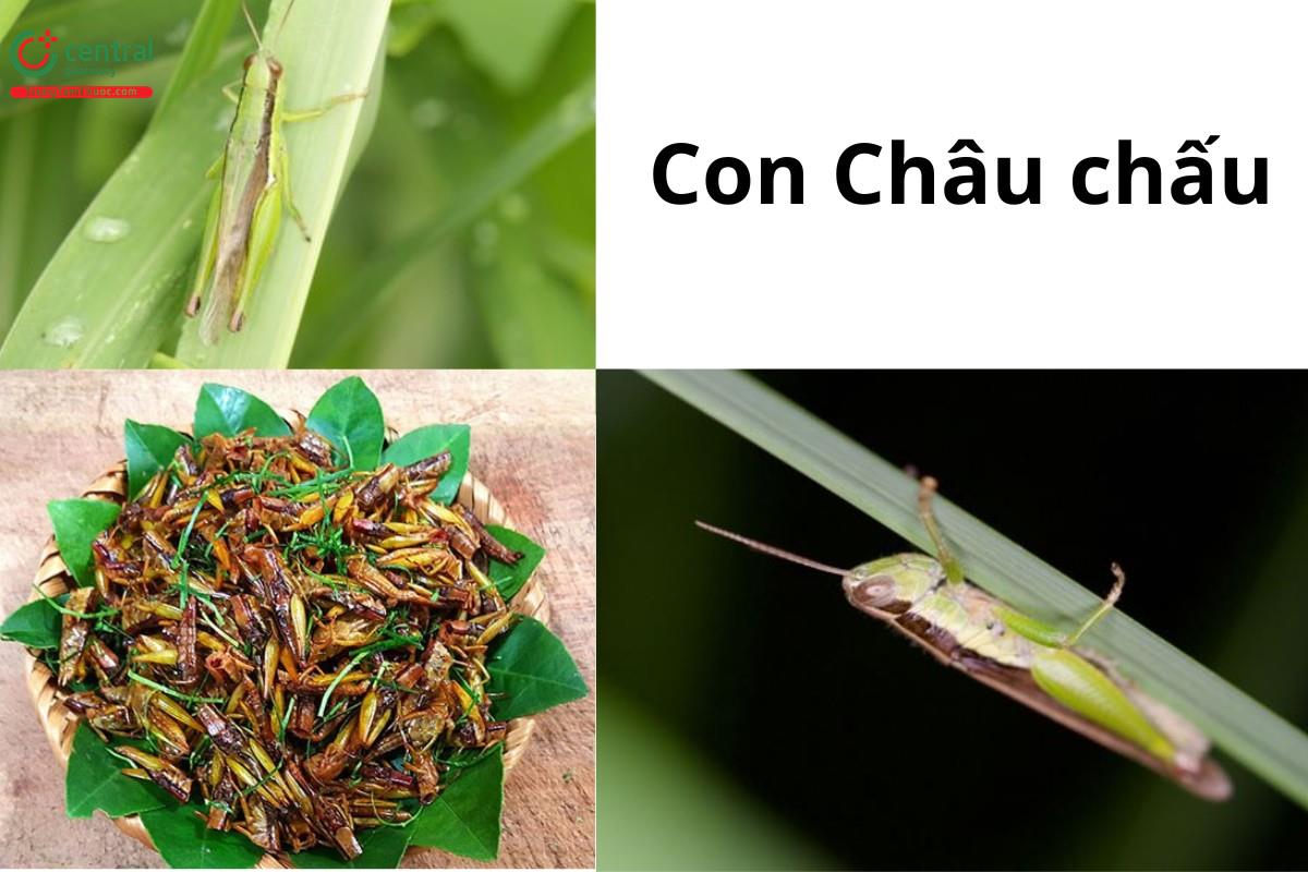 Châu chấu lúa (Oxya chinensis Thunberg)