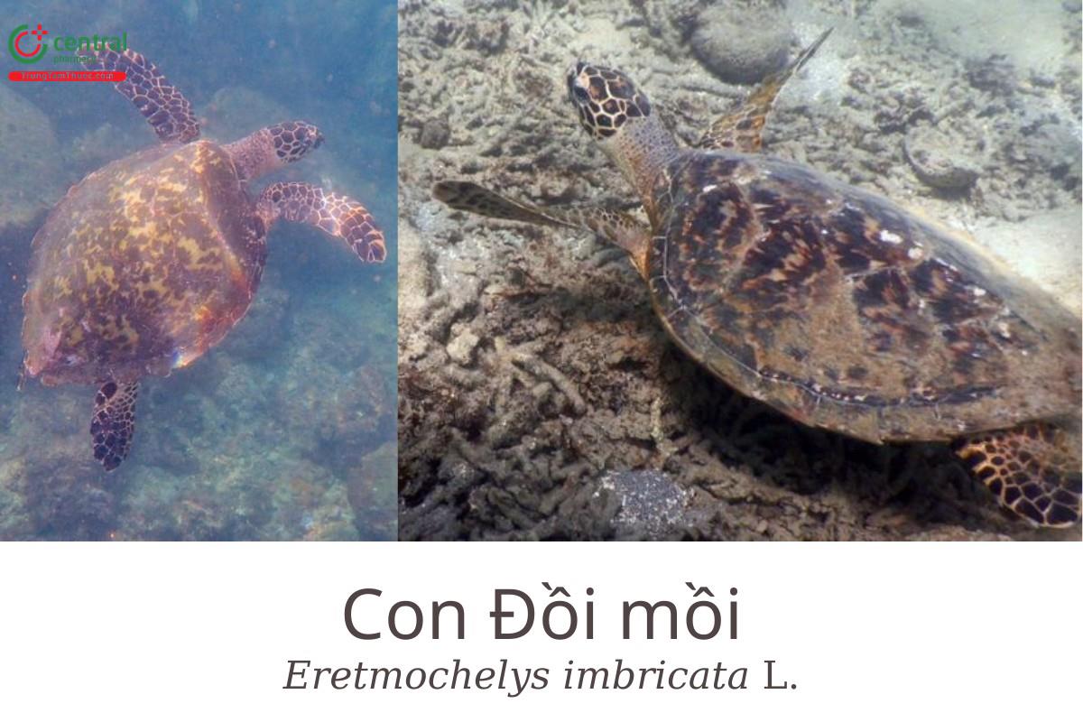 Đồi mồi (Eretmochelys imbricata L.)