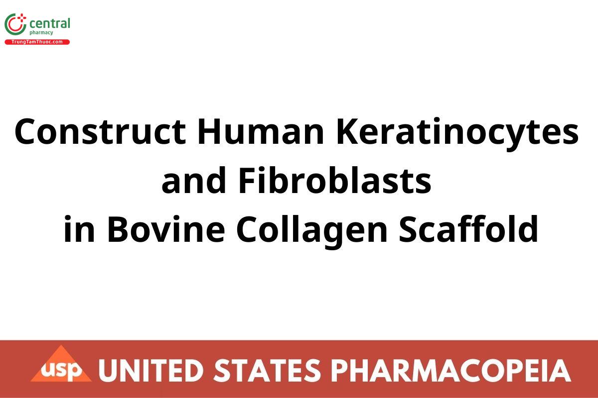 Construct Human Keratinocytes and Fibroblasts in Bovine Collagen Scaffold