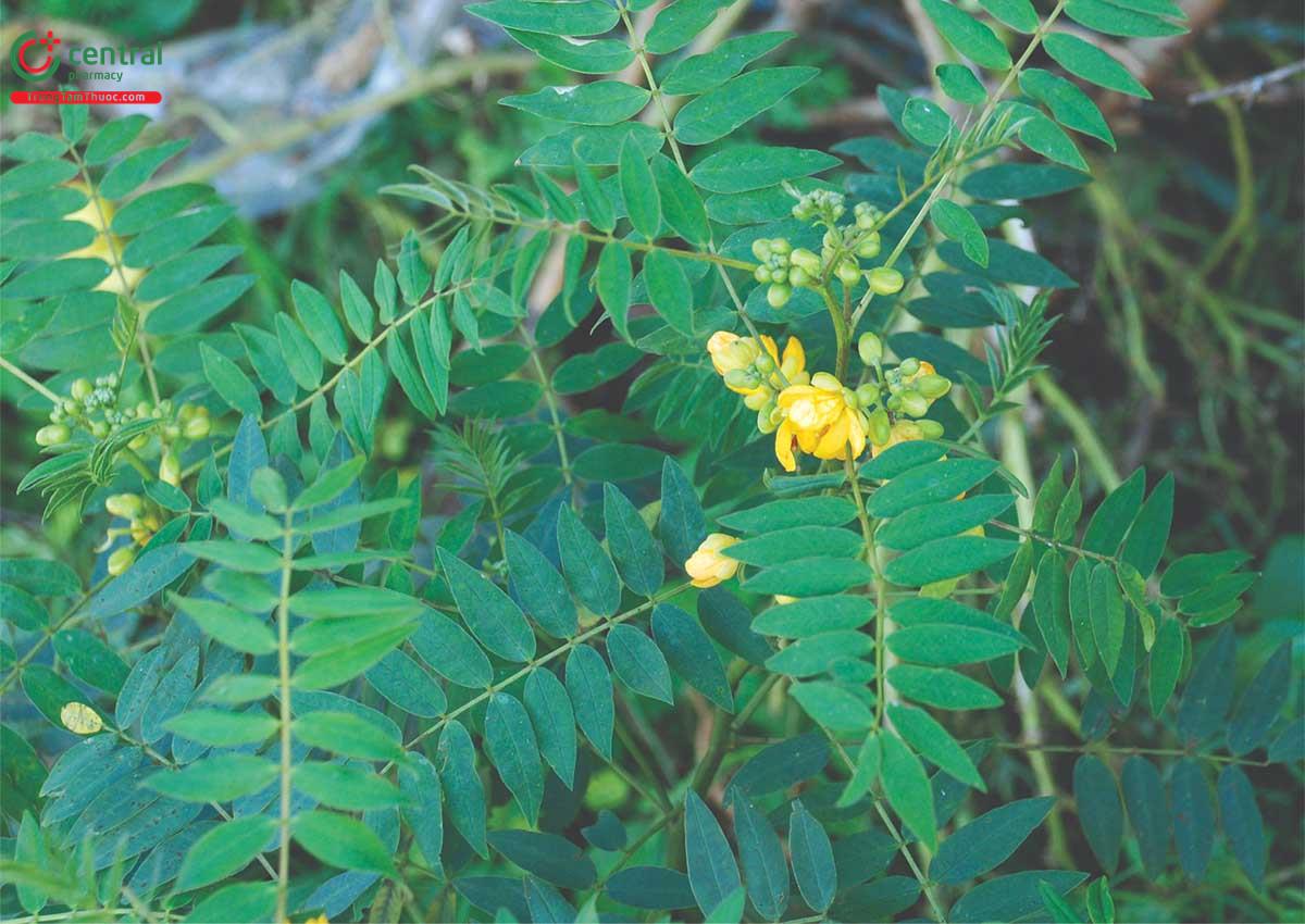 Cốt Khí Muồng (Vọng Giang Nam, Muồng Tây, Muồng Lá Khế - Cassia occidentalis L.)