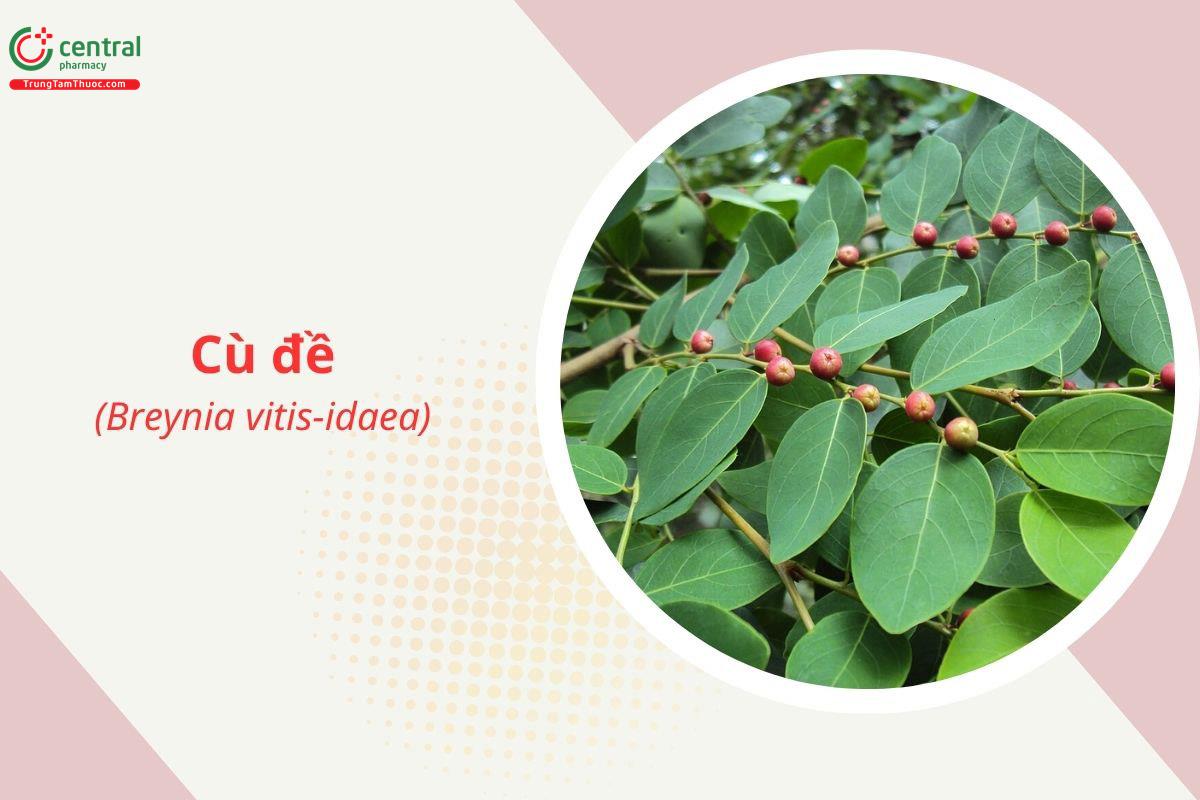 Cù đề (Breynia vitis-idaea)