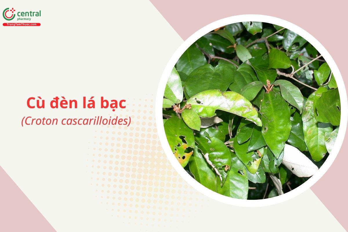 Cù đèn lá bạc (Ba đậu lá nhót - Croton cascarilloides)