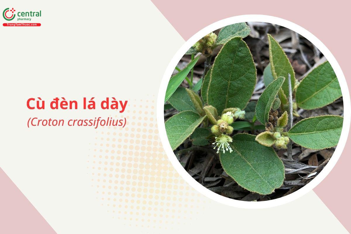 Cù đèn lá dày (Cù đèn lông - Croton crassifolius)