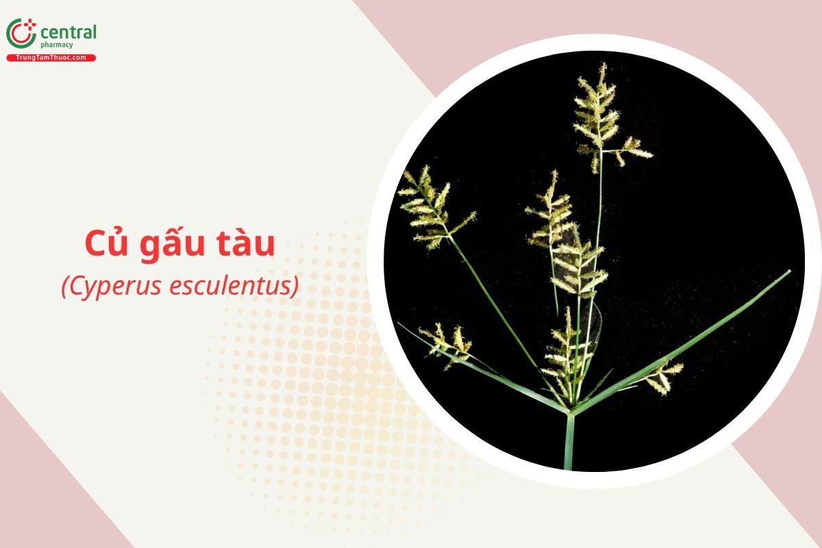 Củ gấu tàu (Cyperus esculentus L.)