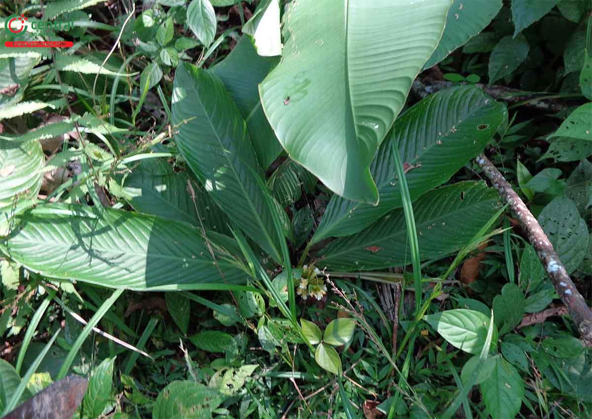 Củ Lùn (Củ Khoai Lùn Miền Tây, Củ Năng Tàu - Calathea allouia)