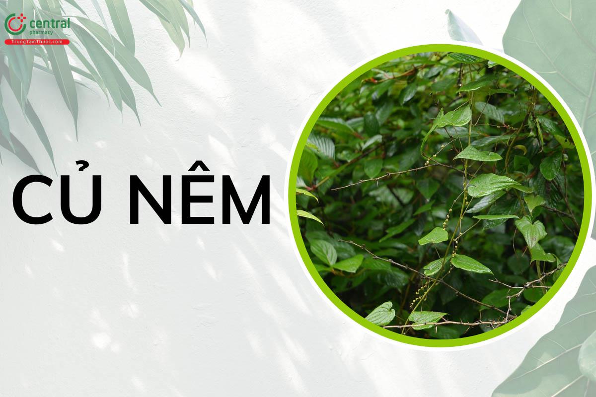 Củ Nêm (Từ Tam Giác - Dioscorea deltoidea)