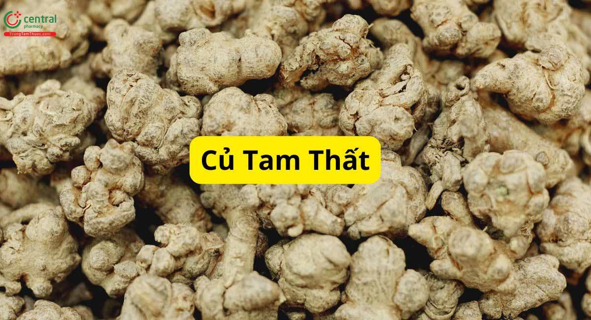 Củ Tam Thất (Radix Panasis notoginseng)