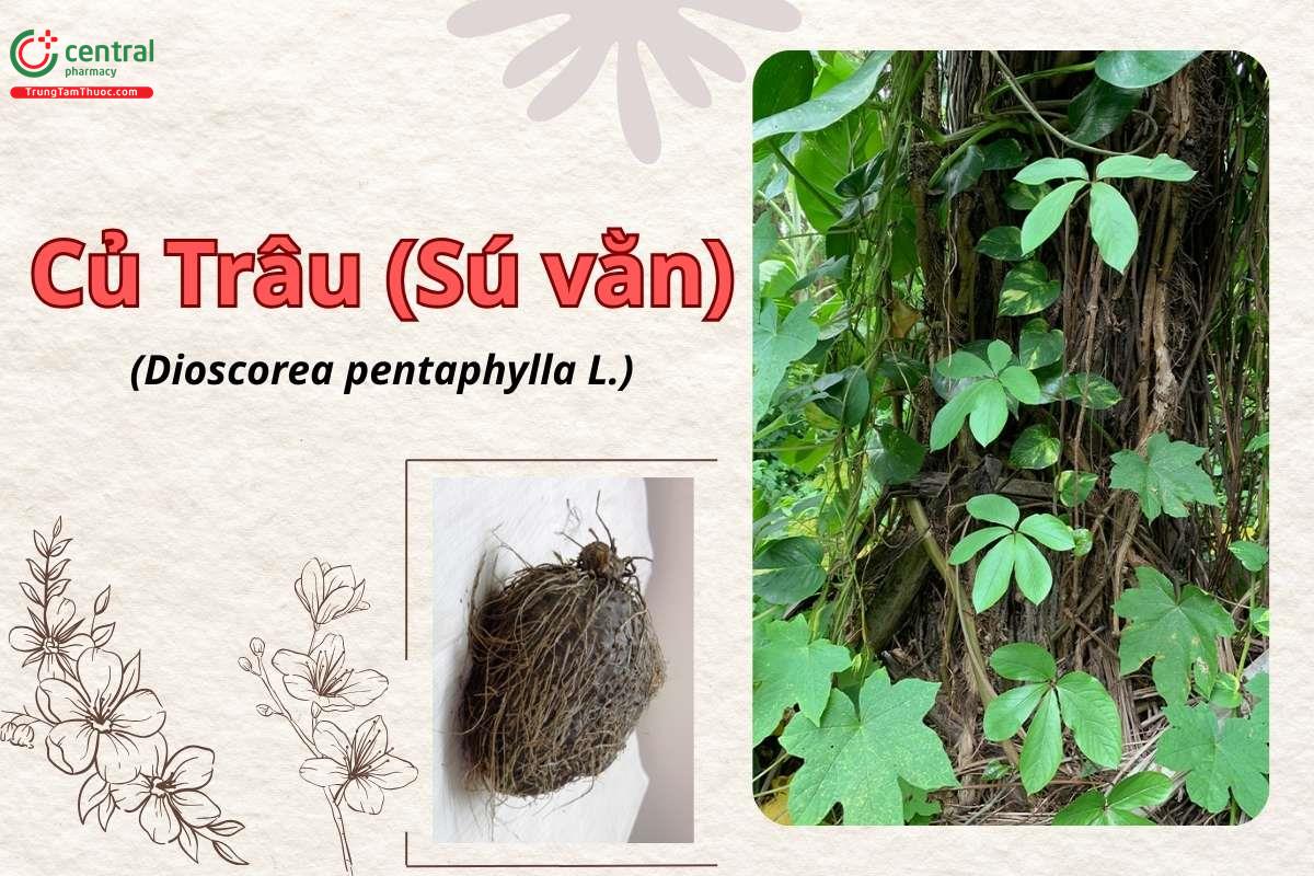 Cây Củ trâu (Sú vằn - Dioscorea pentaphylla L.)