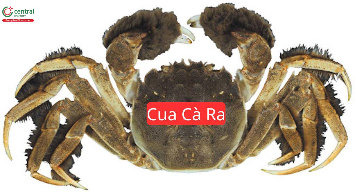 Cua Cà Ra (Cua Lông - Erischei sinensis)