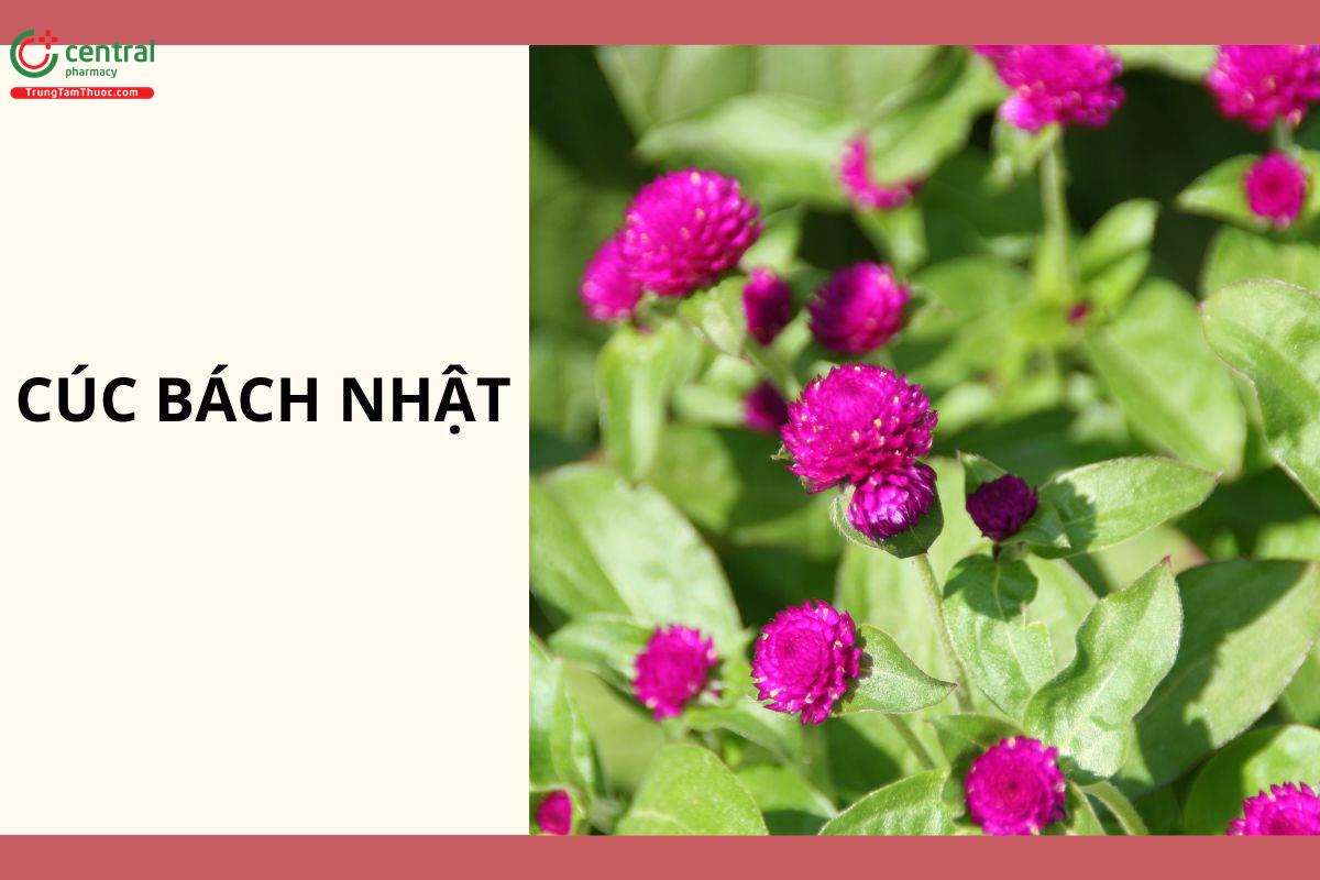 Cúc Bách Nhật (Gomphrena globosa L.)