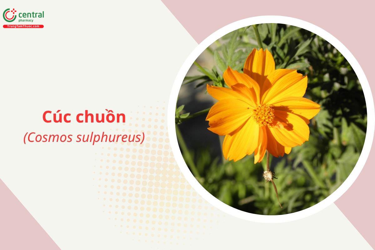 Chuồn chuồn vàng (Cúc chuồn - Cosmos sulphureus)