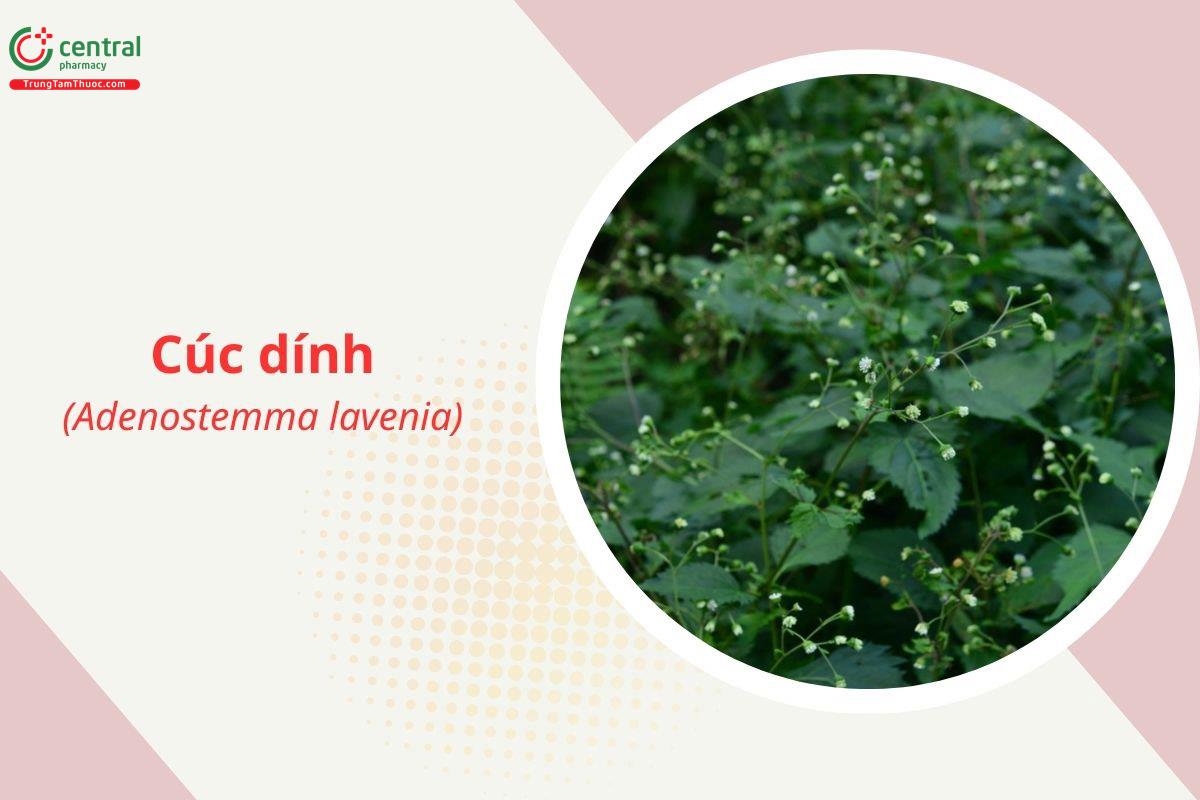 Cúc dính (Cỏ mịch - Adenostemma lavenia)