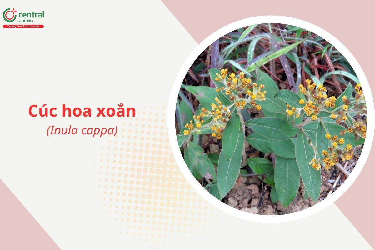 Cúc hoa xoắn (Cúc tai dê - Inula cappa)