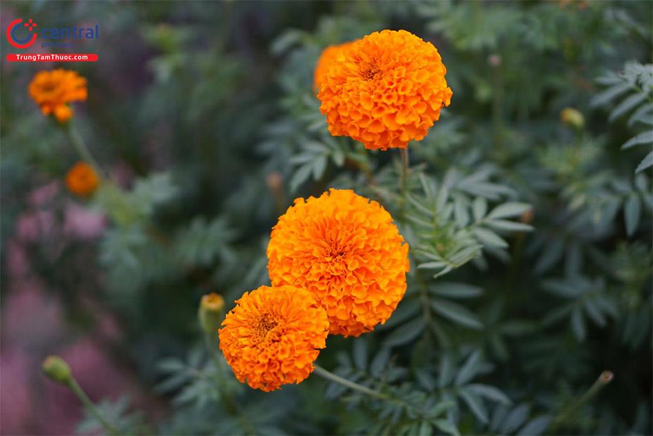 Cúc Vạn Thọ (Tagetes erecta L.)