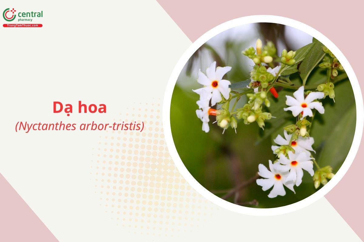 Dạ hoa (Lài tàu - Nyctanthes arbor-tristis)
