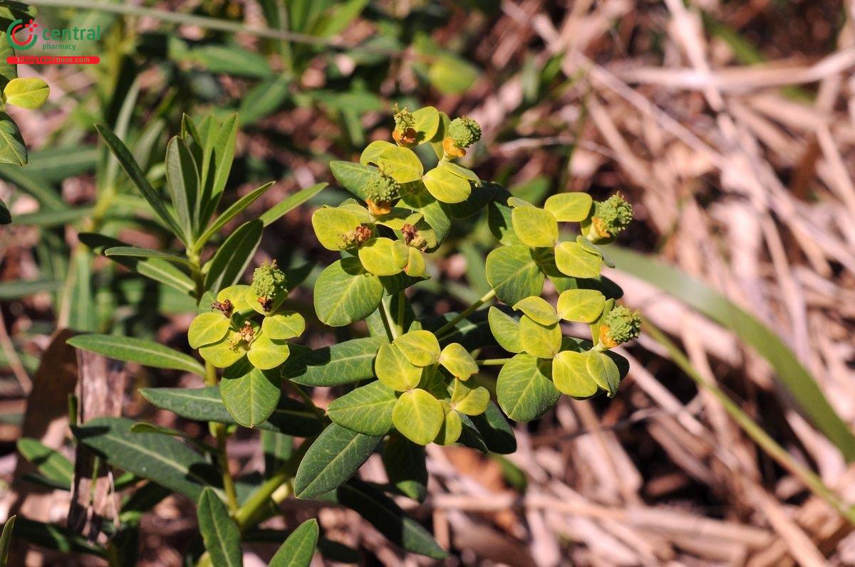 Đại Kích (Euphorbia pekinensis Rupr.)