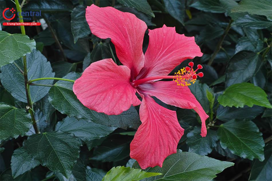 Dâm Bụt (Râm Bụt - Hibiscus rosa sinensis L.)