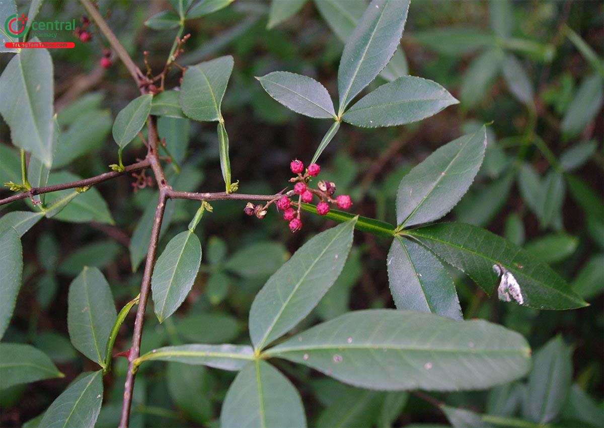 Đắng Cảy (Đắng Cay, Đắng Cây - Zanthoxylum armatum DC.)