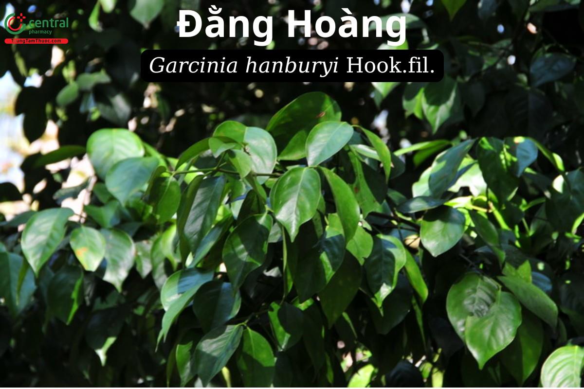 Đằng Hoàng (Vàng Nhựa, Vàng Nghệ - Garcinia hanburyi Hook.fil.)