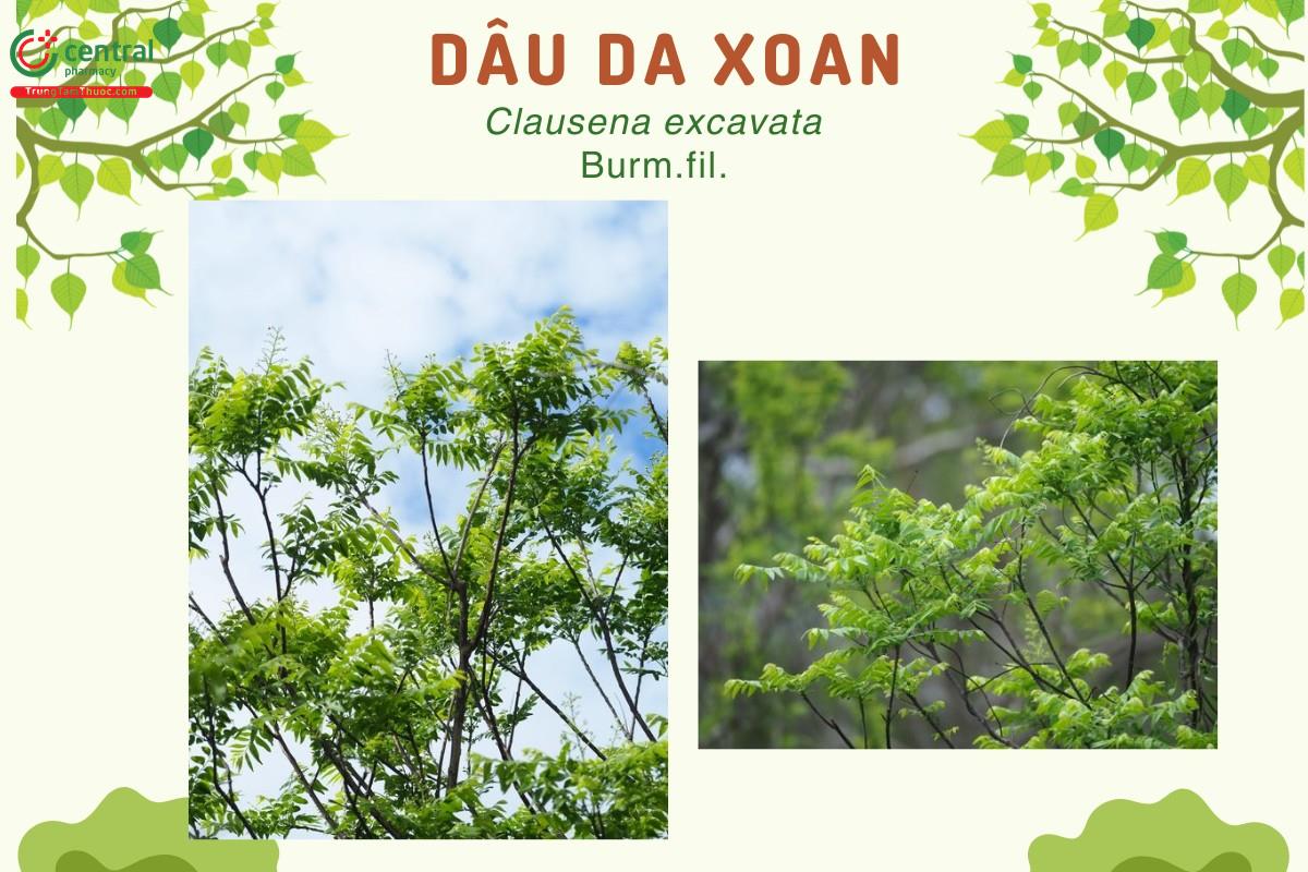 Dâu da xoan (Dâu gia xoan, Hồng bì dại, Châm châu, Dâm hôi - Clausena excavata Burm.fil.)