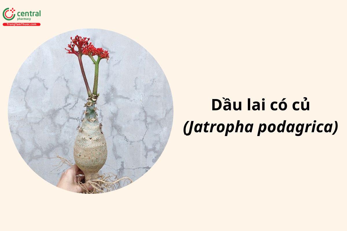 Dầu Lai Có Củ (Ngô Đồng, Vạn Linh, Sen Núi, Sen Lục Bình - Jatropha podagrica)