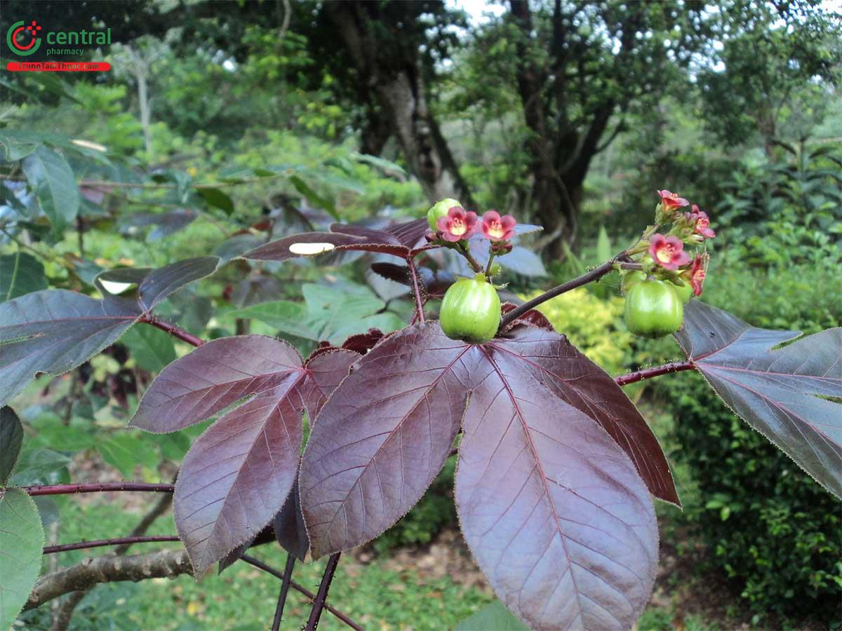 Dầu Mè Tía (Mè Lai - Jatropha gossypifolia L.)