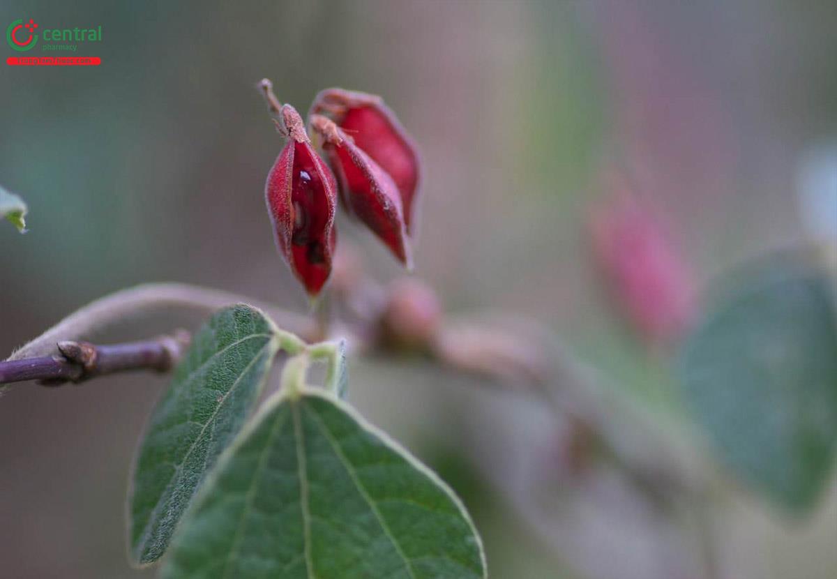 Đậu Mỏ Leo (Rhynchosia volubilis Lour.)