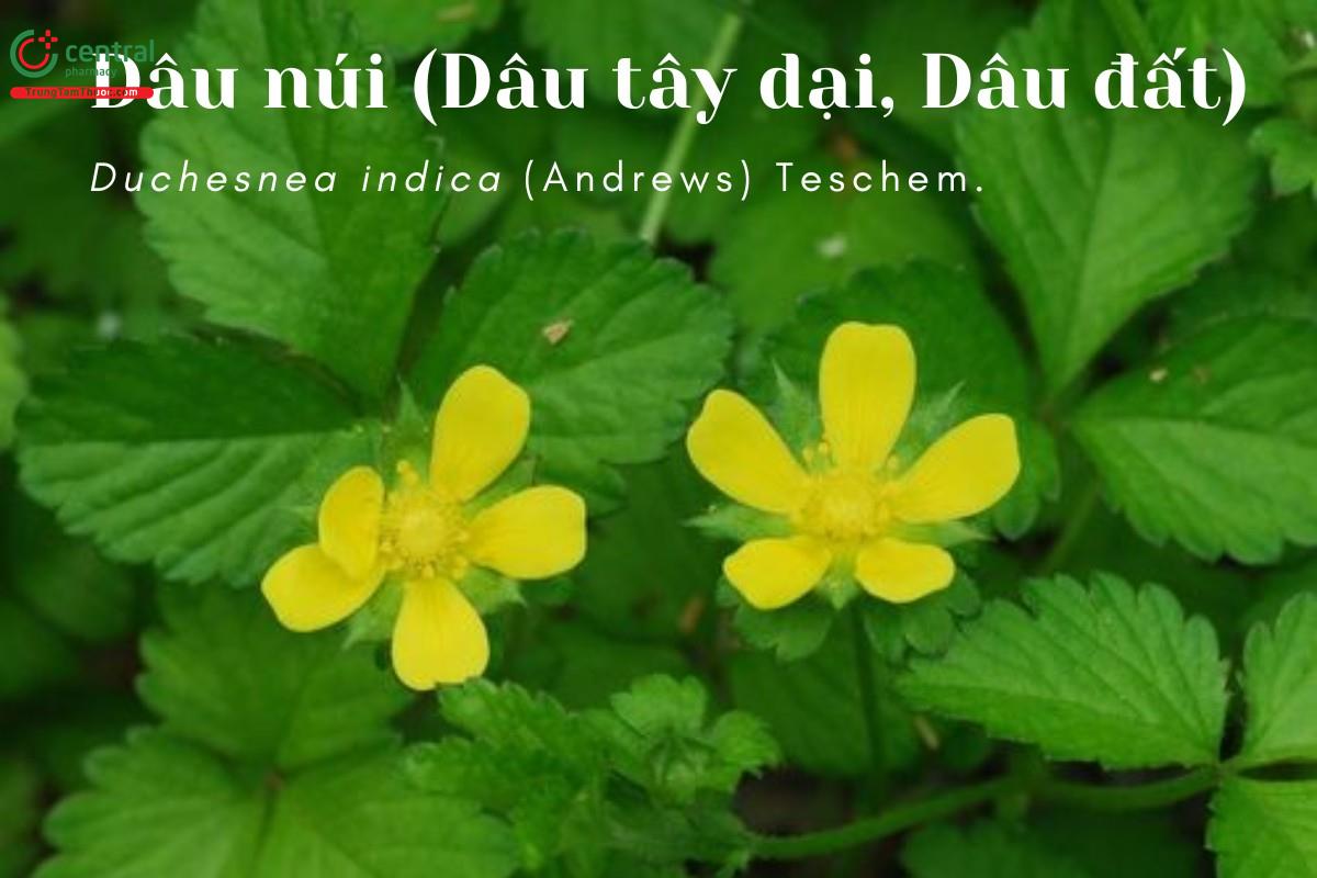 Dâu núi (Dâu đất, Dâu tây dại, Xà mẫu, Xà bào thảo - Duchesnea indica (Andrews) Teschem.)