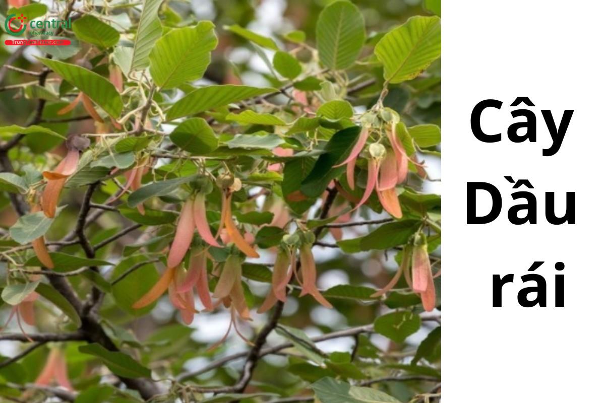 Dầu rái (Dầu nước, Dầu trai, Dầu rái trắng - Dipterocarpus alatus Roxb. ex G.Don)