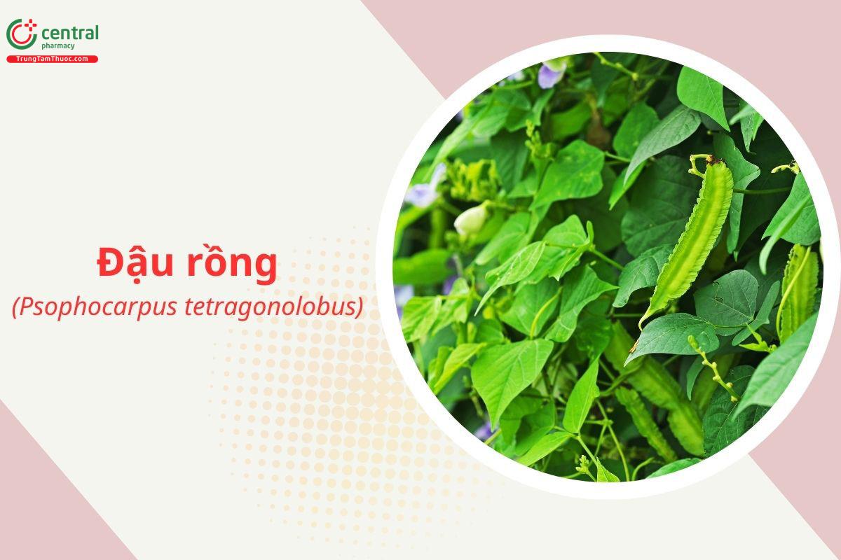 Đậu Rồng (Đậu Khế, Đỗ Khế, Đậu Vuông, Đậu Xương Rồng - Psophocarpus tetragonolobus)