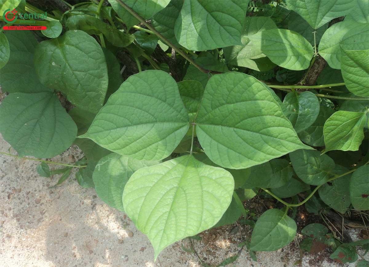 Đậu Kiếm (Đậu Rựa - Canavalia ensiformis (L.) DC.)