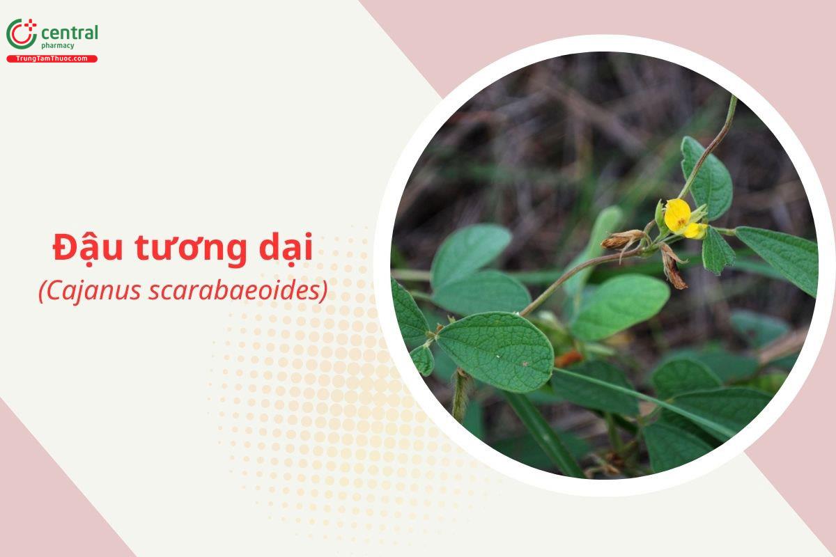 Đậu tương dại (Bình dậu - Cajanus scarabaeoides)