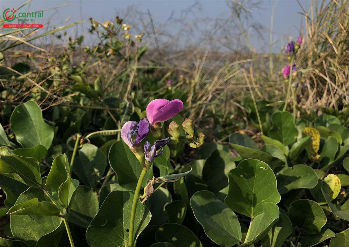 Đậu Ván Dại (Đậu Mèo - Canavalia lineata (Thunb.) A. DC.)