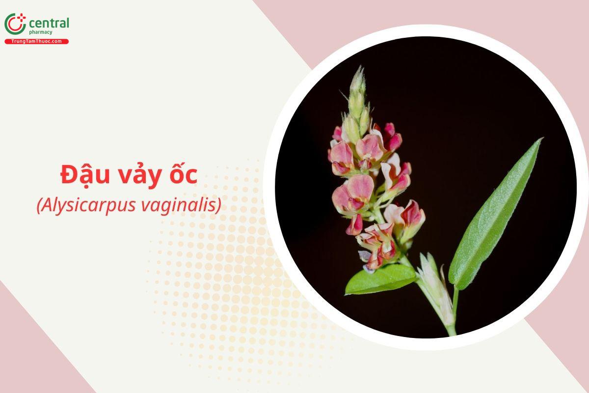 Đậu vảy ốc (Me đất, The the - Alysicarpus vaginalis)
