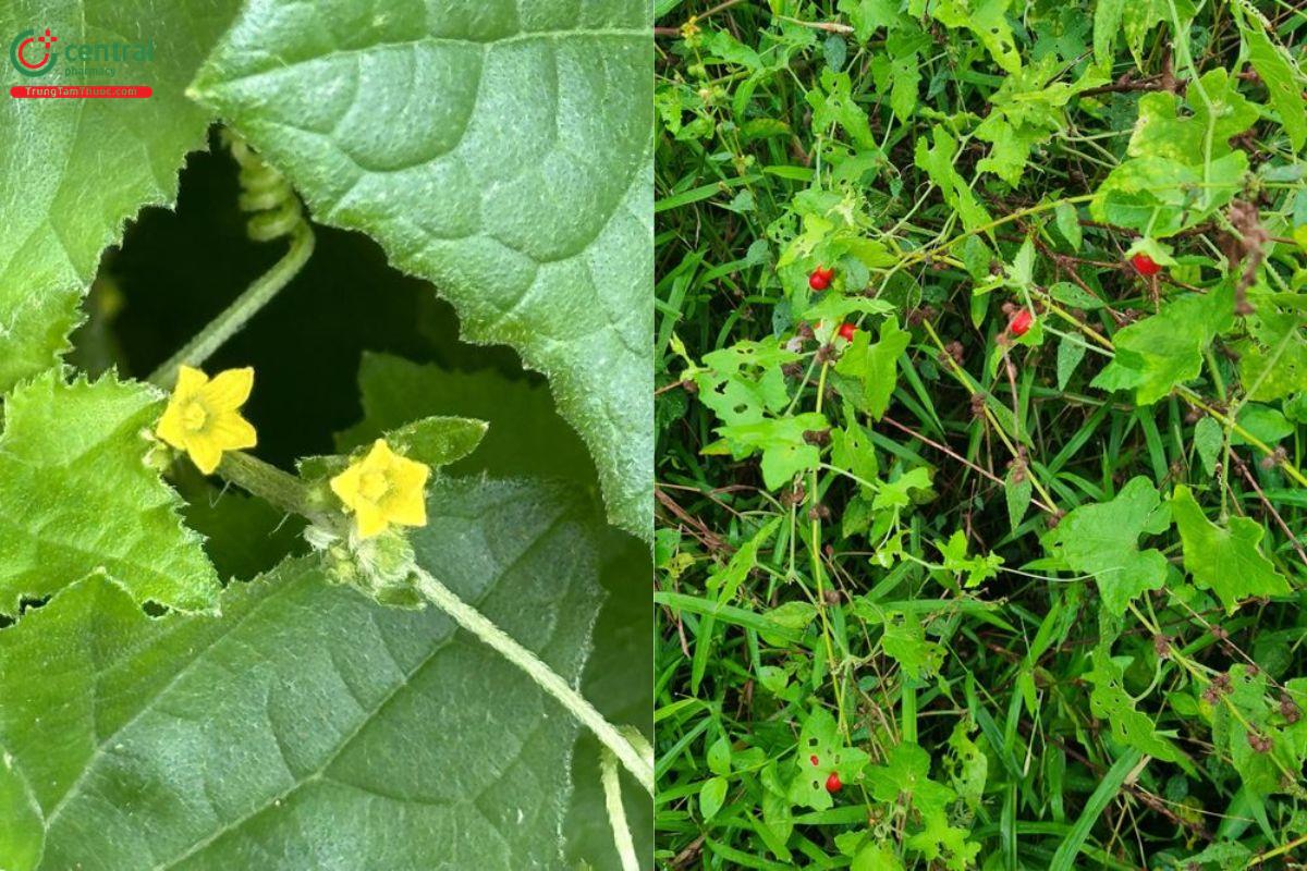 Dây bình bát (Dây mảnh bát, Hoa bát, Dưa dại - Cucumis maderaspatanus L., Coccinia cordifolia (L.) Cogn.)