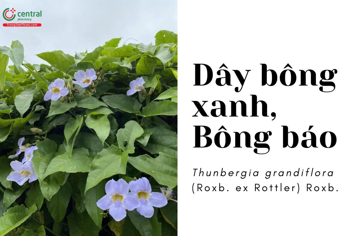 Dây bông xanh (Thunbergia grandiflora (Roxb. ex Rottler) Roxb.)