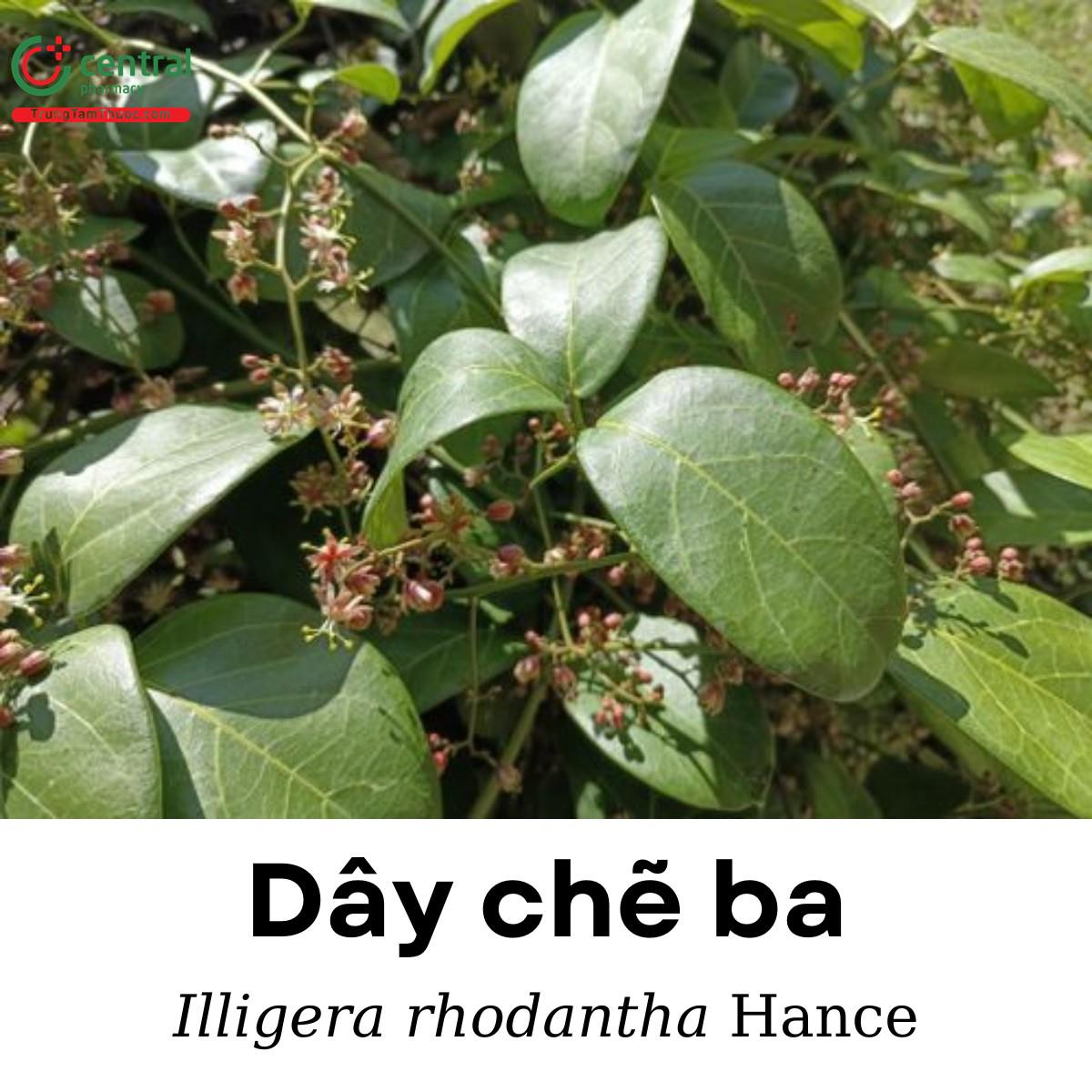 Cây lưỡi chó (Dây chẽ ba, Dây xanh, Đáp hy - Illigera rhodantha Hance)