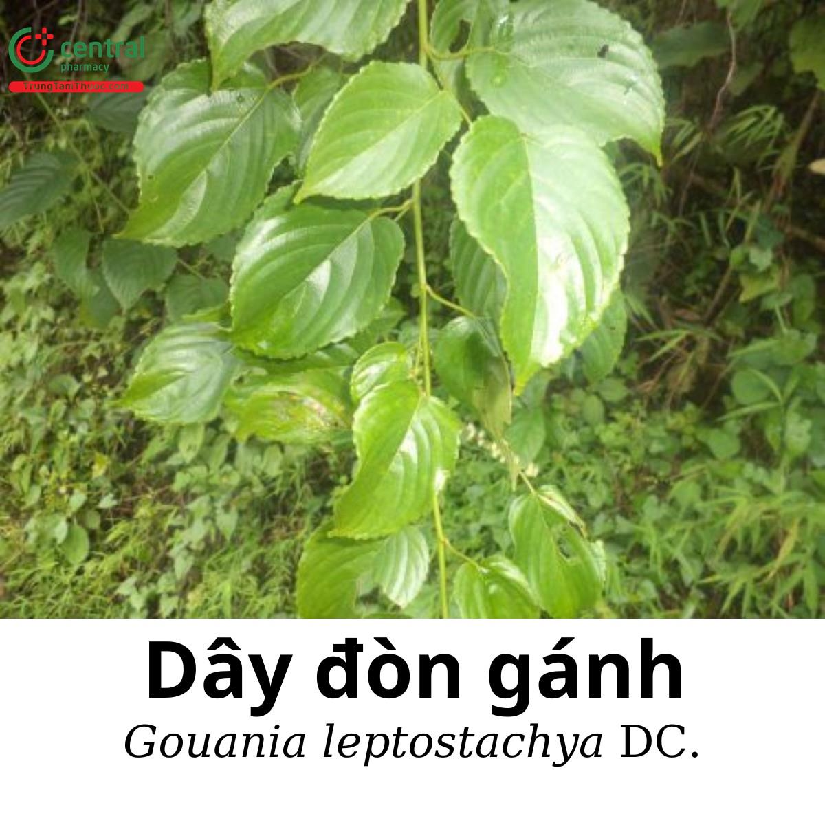 Dây đòn gánh (Đòn kẻ trộm - Gouania leptostachya DC.)