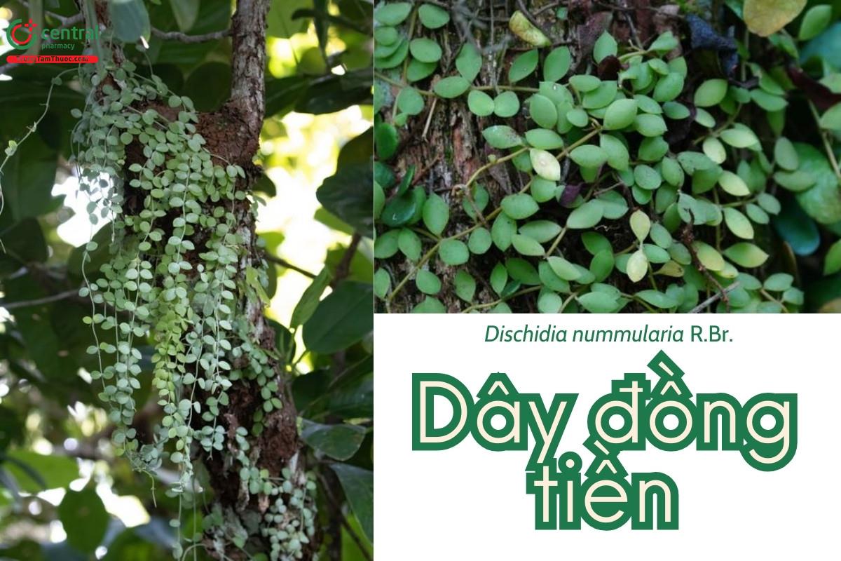 Dây đồng tiền (Mộc tiền nhỏ - Dischidia nummularia R.Br.)