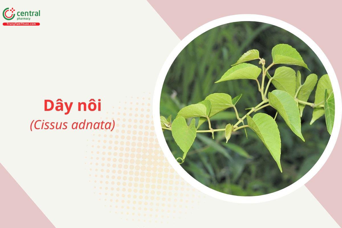Dây nôi (Dây cuốn, Chìa vôi lông - Cissus adnata)